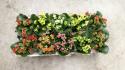  PLANTA KALANCHOE CALANDIVA X 10 C12