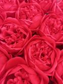  CABEZA JABON PEONIA ROJA 