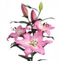  LILIUM OR ALBARETO ROSA