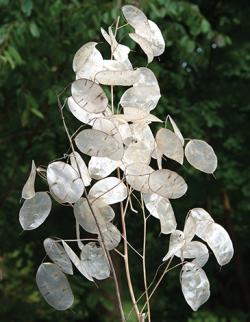  LUNARIA FLOR DE NÁCAR 