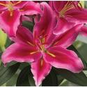  LILIUM OR PETER SCHENK FUCSIA