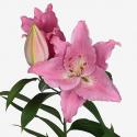  LILIUM OR CATEMACO ROSA