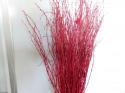  BETULA TINTADA ROJA 70CM 