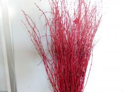  BETULA TINTADA ROJA 70CM 