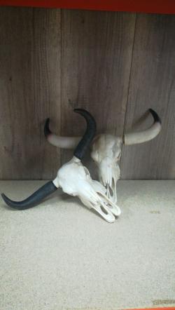  CALAVERA  VACA 