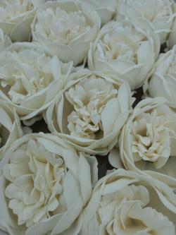  CABEZA  JABON PEONIA BLANCA 