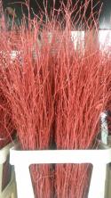  BETULA ROJA 120CM 