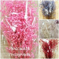  PANICULATA PRESERVADA FUCSIA