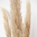  CORTADERIA HOL NATURAL 