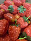  FRESA ARTIFICIAL  