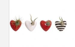  MAGNETIC CORAZON SWEETHEART + TILLANDSIA 