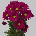  CRISANTEMO PURPLE STAR FUCSIA