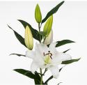  LILIUM OR SIGNUM BLANCO