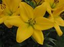 LILIUM AMARILLO