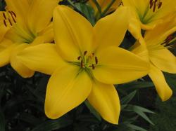  LILIUM AMARILLO