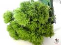  DIANTHUS GREEN TRICK