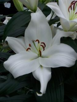  LILIUM OR ZAMBESI BLANCO