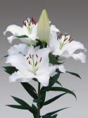  LILIUM OR PACIFIC OCEAN BLANCO