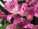  LILIUM OR TABLEDANCE ROSA