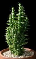  CACTUS AUSTROCYLINDROPUNTIA X6