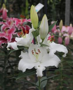  LILIUM OR WHITE PASSION BLANCO