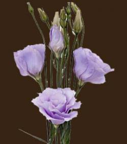  LISIANTHUS HOLANDA LILA CLARO