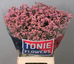  LIMONIUM ROSA - FUCSIA