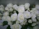  ROSA PITIMINI SNOWFLAKE BLANCA