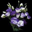  LISIANTHUS HOLANDA BICOLOR LILA