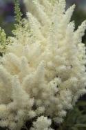  ASTILBE BLANCO