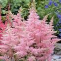  ASTILBE ROSA - FUCSIA