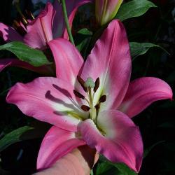  LILIUM OR BRUSAGO ROSA