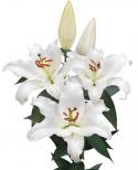  LILIUM OR RIVERDALE BLANCO