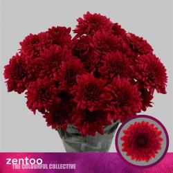  CRISANTEMO LAMIRA RED FUCSIA