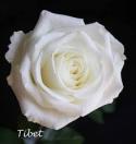  ROSA TIBET BLANC 60CM ECU 