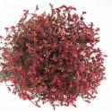  LIMONIUM ROJO 