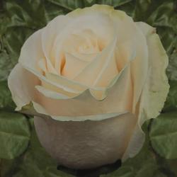  ROSA VENDELA CREMA 60CM ECU