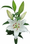  LILIUM OR PREMIUM BLOND BLANCO