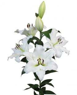  LILIUM OR PETACAS BLANCO