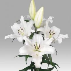  LILIUM OR ORACLE BLANCO