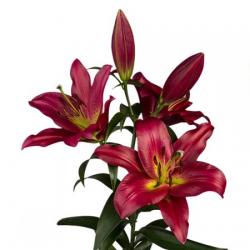  LILIUM OR TOUCHSTONE ROJO