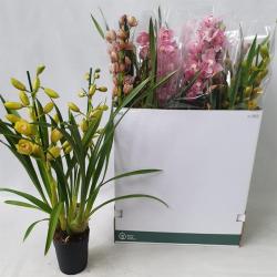  PLANTA CYMBIDIUM C14 80-90CM