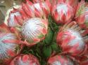  PROTEA KING