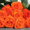  ROSA ORANGE ONLY NARANJA 50CM ECU