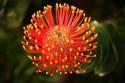  LEUCOSPERMUM NARANJA