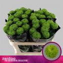  CRISUNIF SHAMROCK VERDE