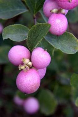  SYMPHORICARPOS ROSA