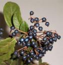  VIBURNUM BERRY