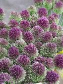  ALLIUM BULLIT 80 CM