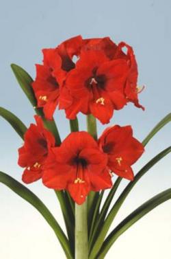  AMARYLLIS FERRARI